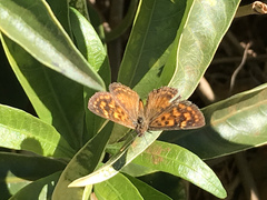 Aricoris campestris
