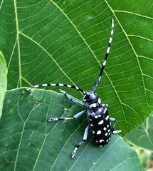 Anoplophora macularia
