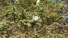 Poecile atricapillus image