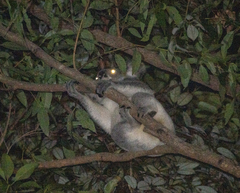 Phascolarctos cinereus cinereus