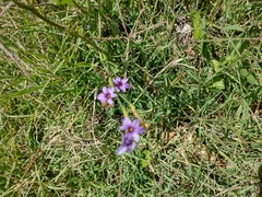 Sisyrinchium platense