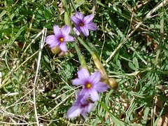 Sisyrinchium platense