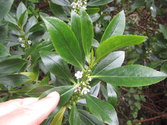 Myoporum aff insulare × laetum