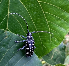 Anoplophora macularia