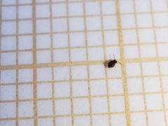 Sminthurinus elegans