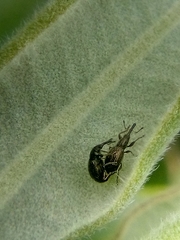 Neocyba metrosideros