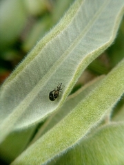 Neocyba metrosideros