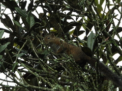 Sciurus pucheranii