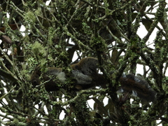 Sciurus pucheranii