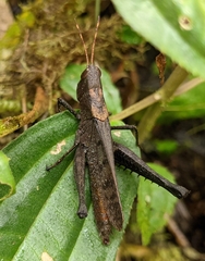 Maculiparia rotundata