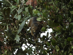 Sciurus pucheranii