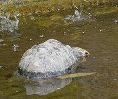 Chelonoidis carbonarius