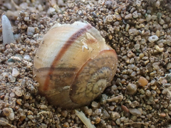 Helminthoglypta stiversiana