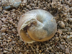 Helminthoglypta stiversiana