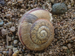 Helminthoglypta stiversiana