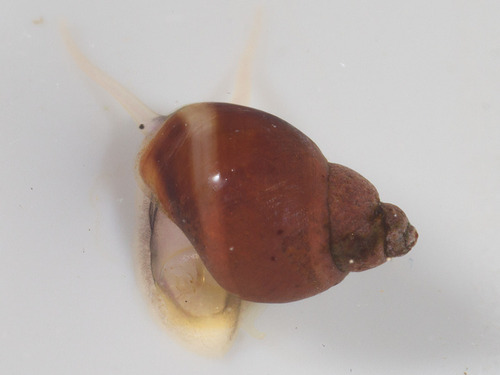 Banded Chink Shell