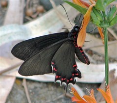 Parides bunichus damocrates