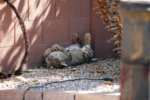 Bobcat photographed in Arizona