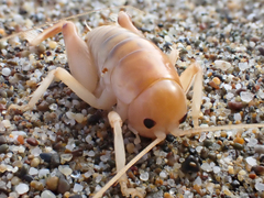 Rhachocnemis validus