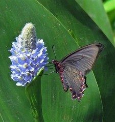 Parides bunichus damocrates