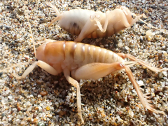 Rhachocnemis validus