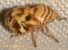 Clastoptera arborina