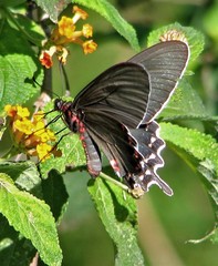 Parides bunichus damocrates