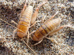 Rhachocnemis validus