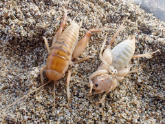 Rhachocnemis validus