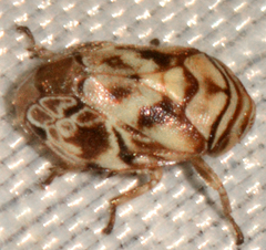 Clastoptera arborina
