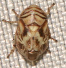 Clastoptera arborina