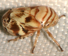 Clastoptera arborina