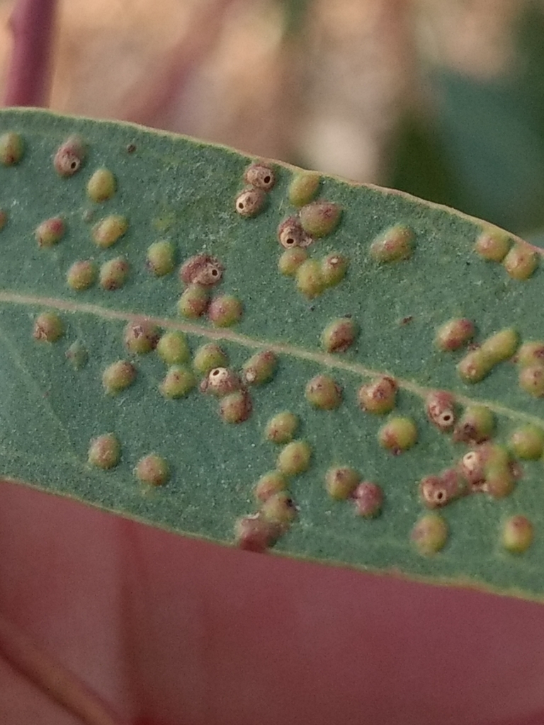 Eucalyptus Gall Wasp
