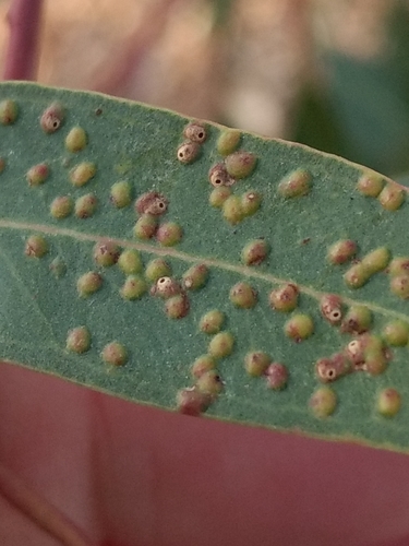 Eucalyptus Gall Wasp