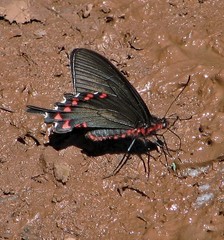 Parides bunichus