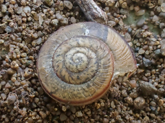 Helminthoglypta stiversiana