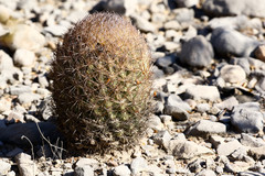 Echinomastus durangensis