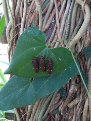 Battus polydamas
