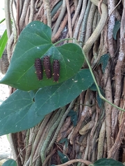 Battus polydamas