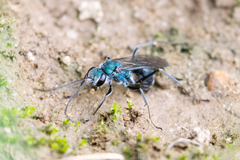 Auplopus architectus