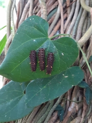 Battus polydamas