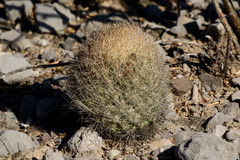 Echinomastus durangensis