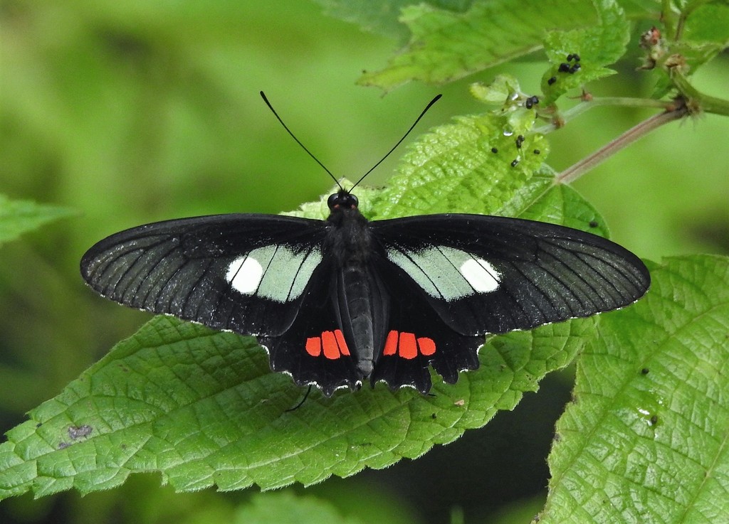 Variable Cattleheart