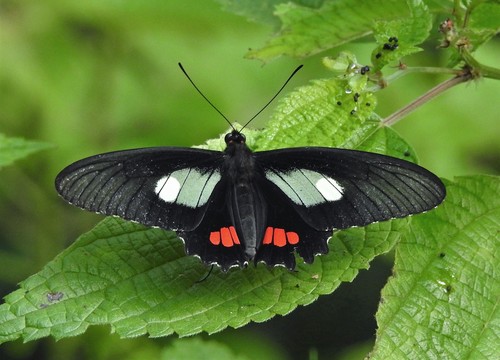 Variable Cattleheart