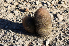 Echinomastus durangensis