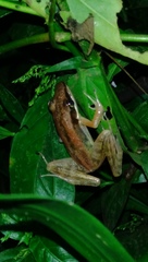 Indosylvirana nicobariensis