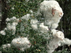 Baccharis halimifolia image