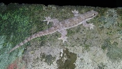 Hemidactylus platyurus