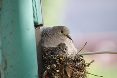 Columbina inca