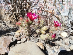 Austrocylindropuntia shaferi